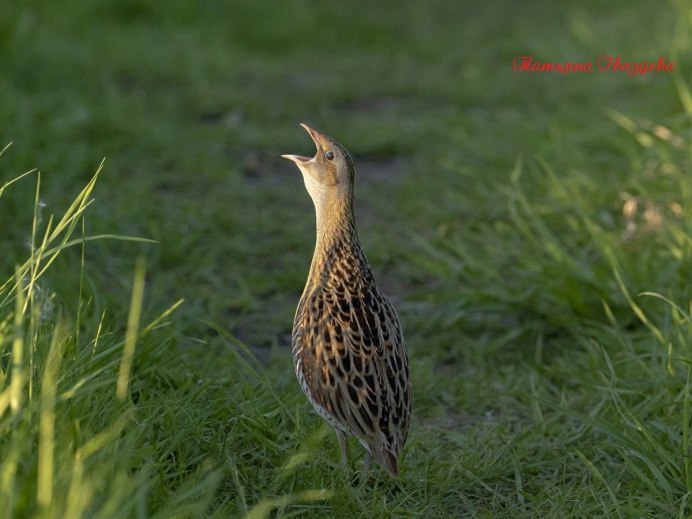 Коростель фото