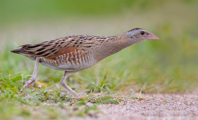 Африканский Коростель