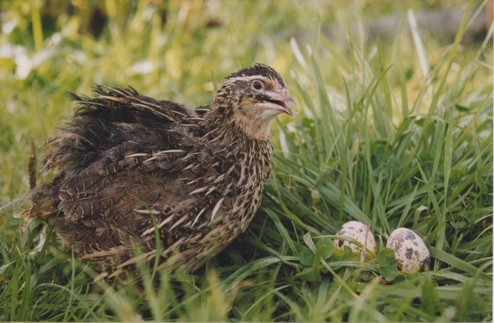 Коростель гнездится