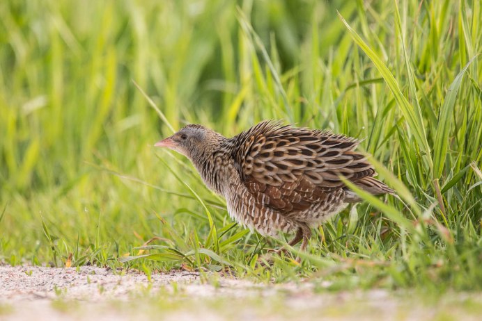 Коростель лысуха птенец