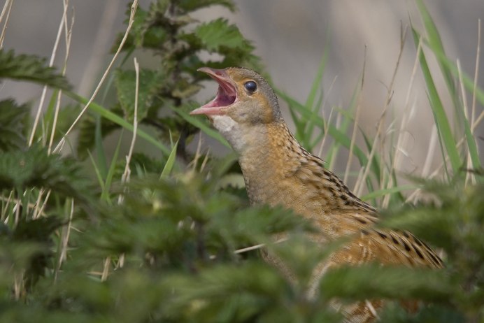 Коростель самец