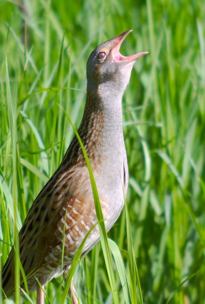 Коростель гнездование