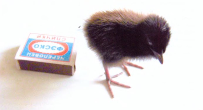 Коростель Дергач птица