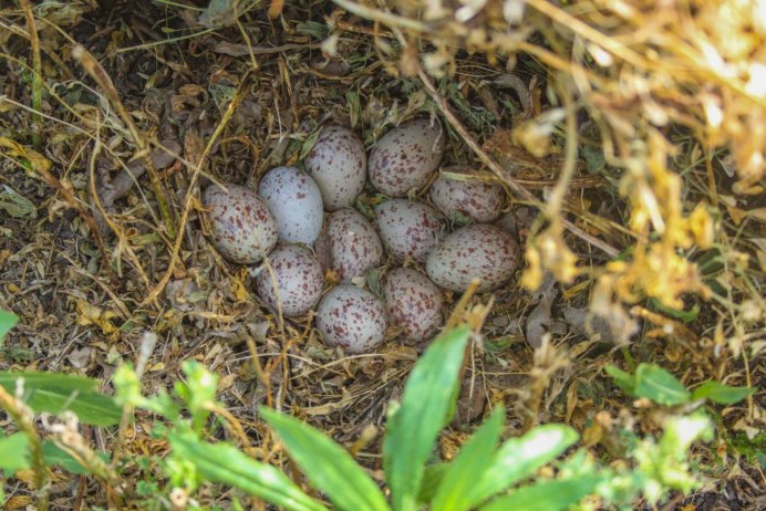 Птенец Дергача фото