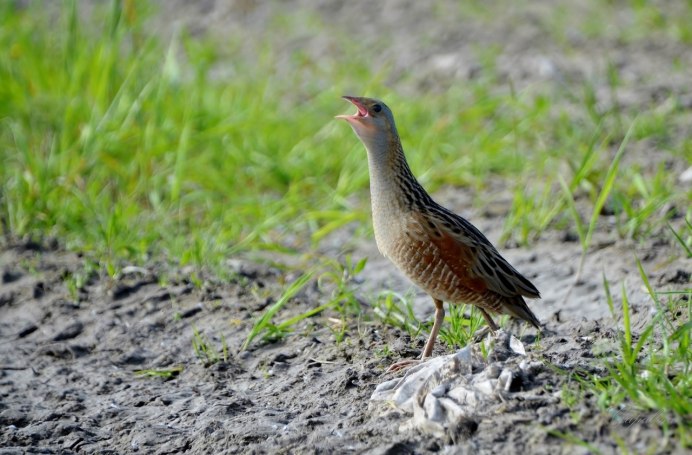 Коростель Луговой