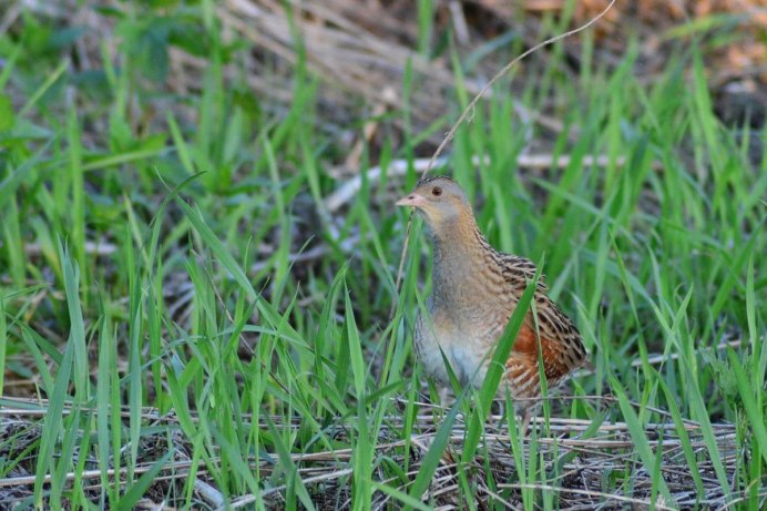 Птица Коростель Коростель