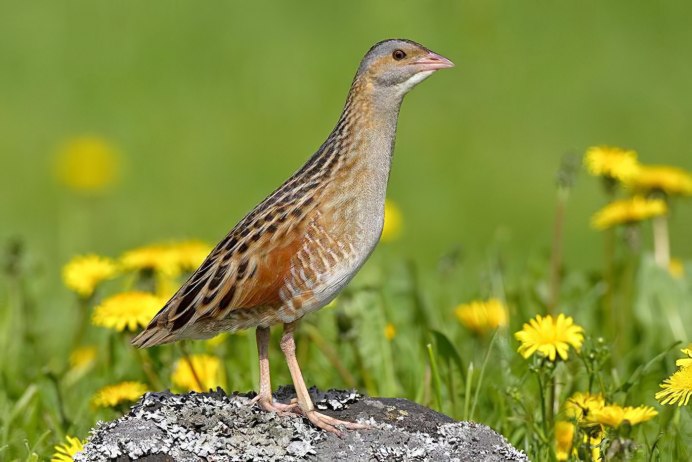 Crex Crex Коростель