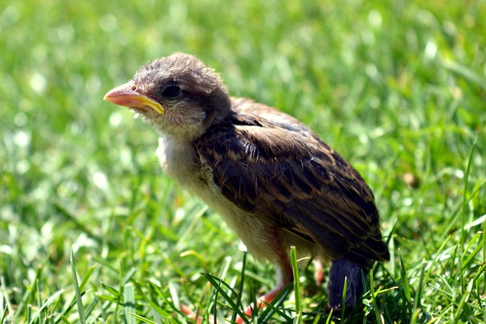 Коростель гнездо