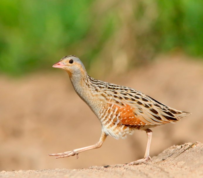 , Перепел, Коростель, Кулик-Чибис.
