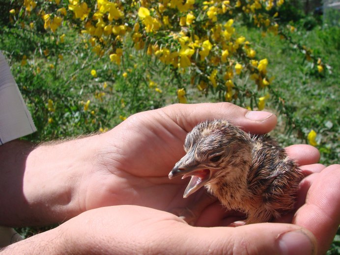 Коростель самка