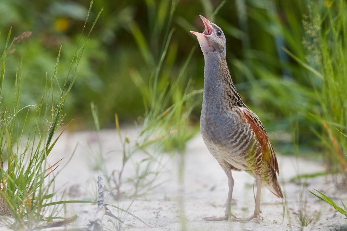 Выкармливание птенца коростеля