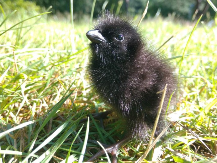 Коростель птица