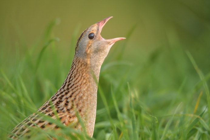 Коростель – Crex Crex (l.)