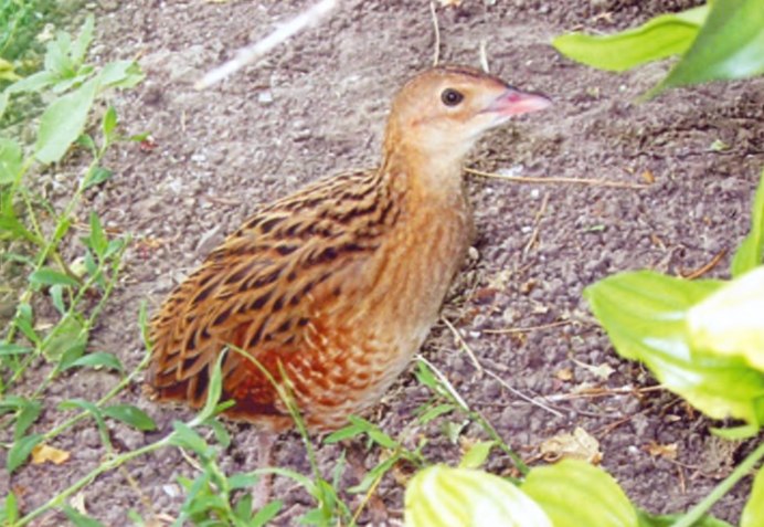 Crex Crex Коростель