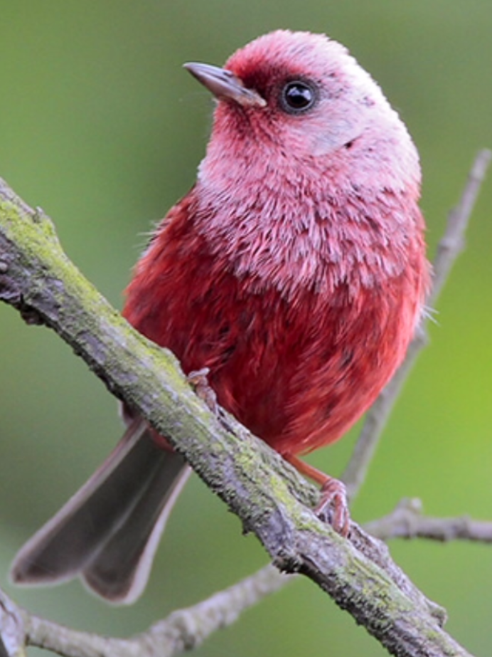 Розовый танагровый певун / Cardellina versicolor