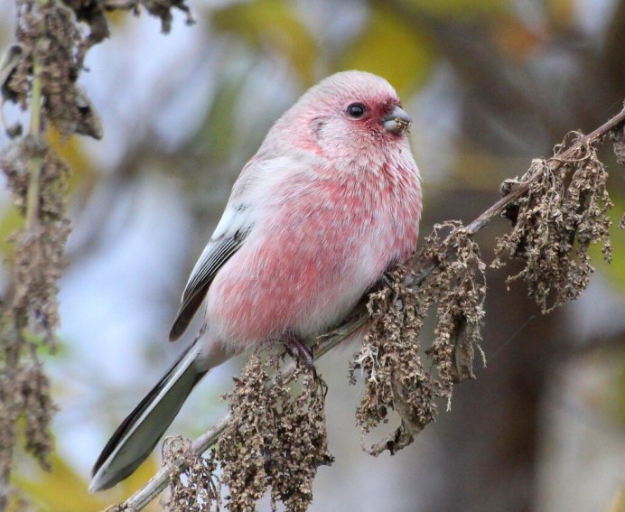 Большая чечевица (Carpodacus rubicilla)