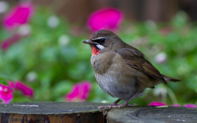 Большая чечевица (Carpodacus rubicilla)