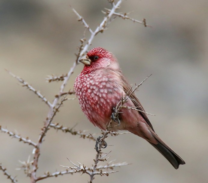 Сибирская чечевица (Carpodacus roseus (Pall.)