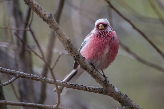 Beautiful Sparrow