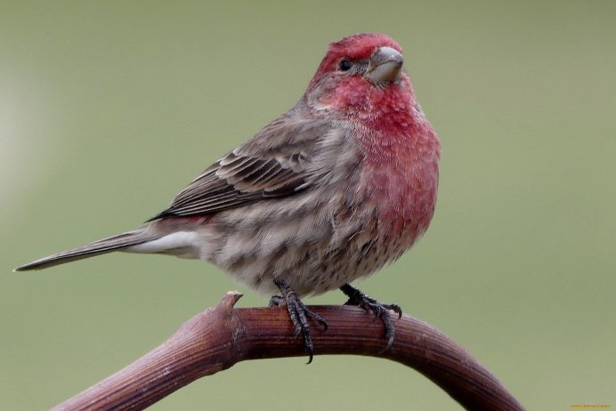 Большая чечевица (Carpodacus rubicilla)