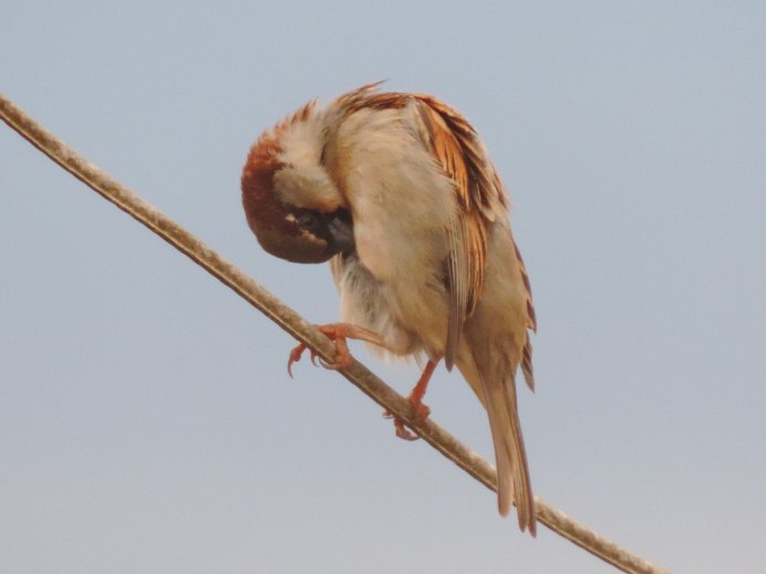Урагус (длиннохвостая чечевица, длиннохвостый Снегирь) (Uragus sibiricus)