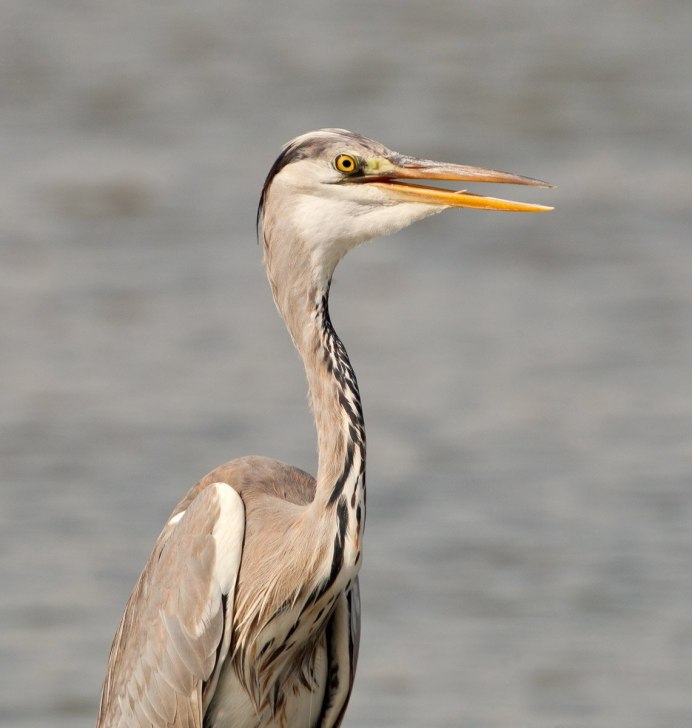 Птица с длинной шеей и длинными ногами