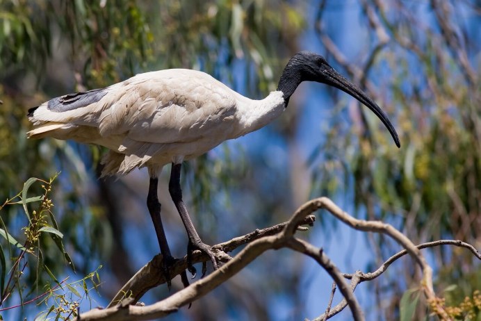 Зубы лебедя