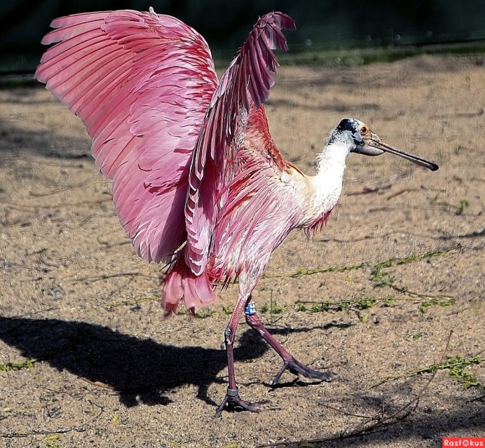 Журавль Антигона