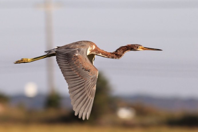 Птица с длинной шеей и длинными ногами