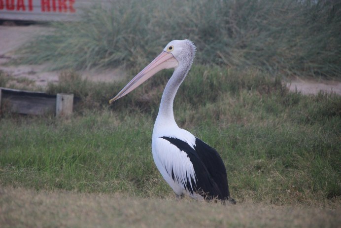 Цапля Херон