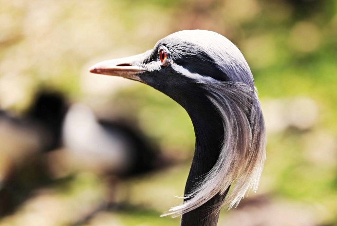 Ноги журавля