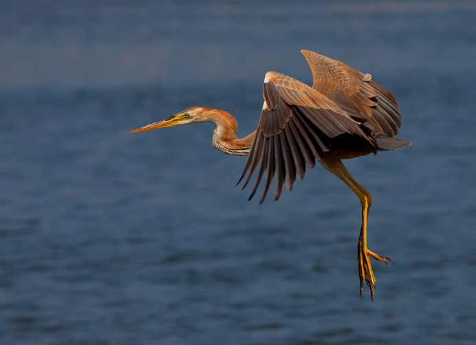 Цапля Доминиканская
