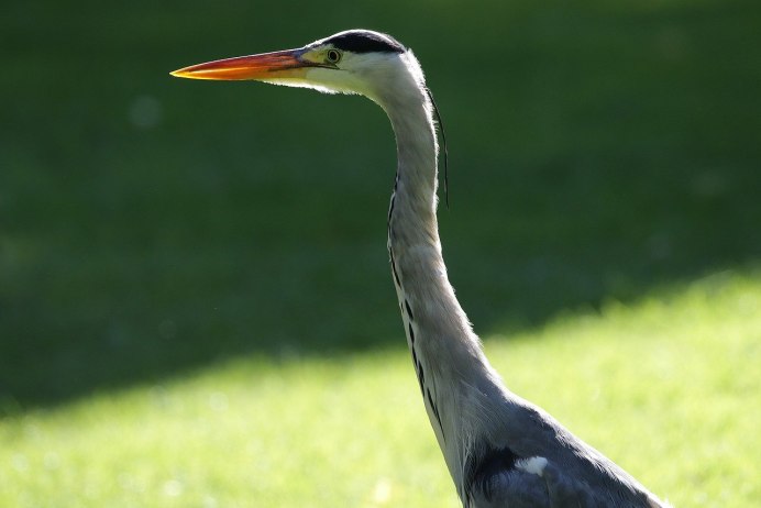 Краснолицый Баклан