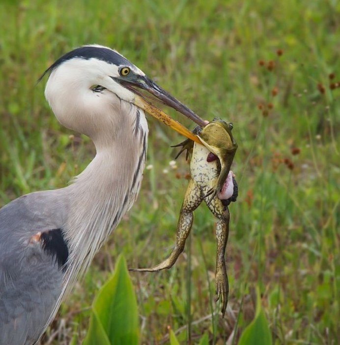 Фламингообразные обыкновенный Фламинго