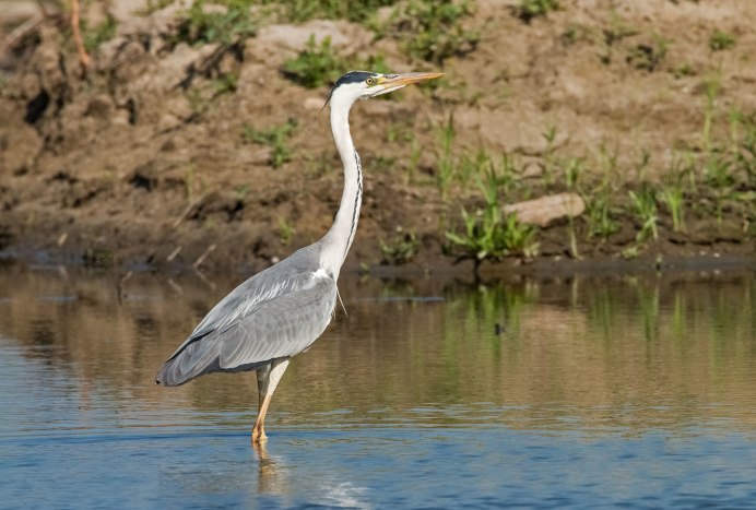 Цапля Ardea purpurea