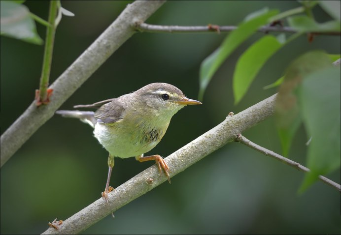 Пеночка-весничка (Phylloscopus trochilus)