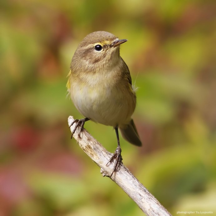 Пеночка-трещотка – Phylloscopus sibilator (Bechstein, 1793