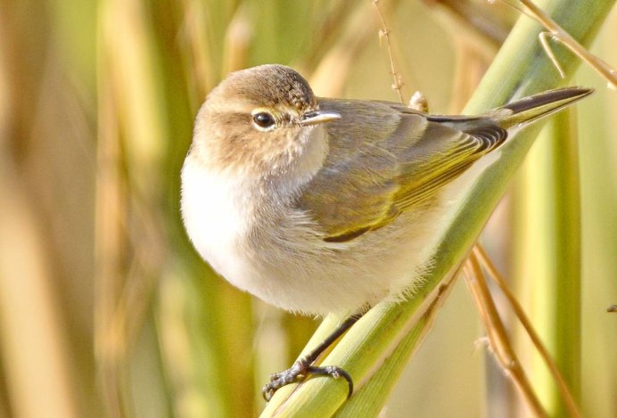 Пеночка-теньковка (Phylloscopus collybita)