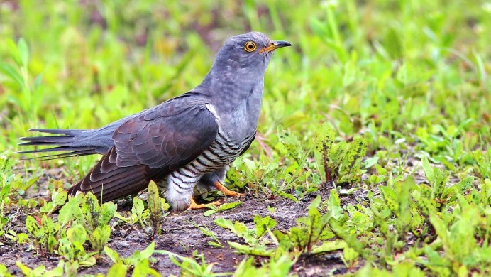 Кукушка Cuculus canorus