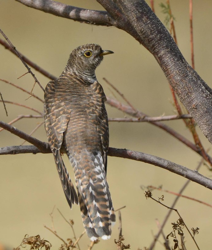 Кукушка Cuculus canorus