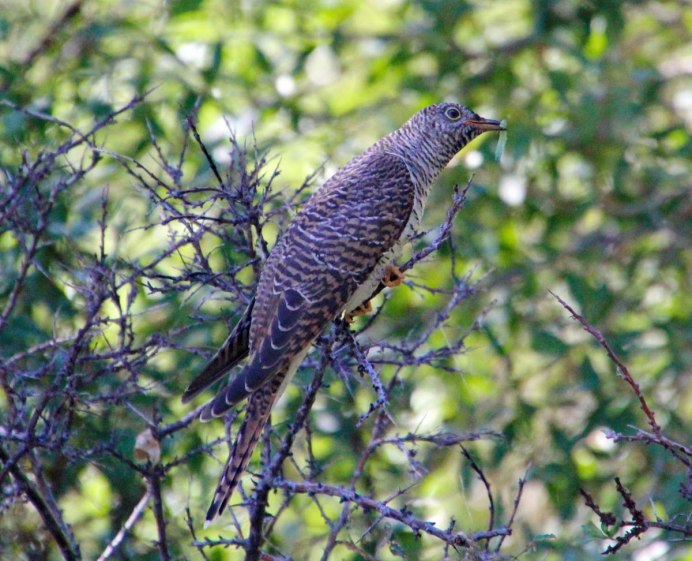 Кукушка Cuculus canorus