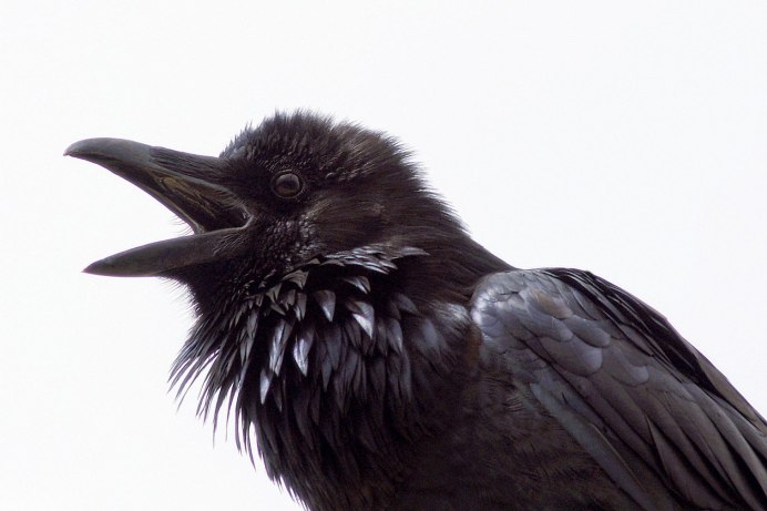 Ворона каркает