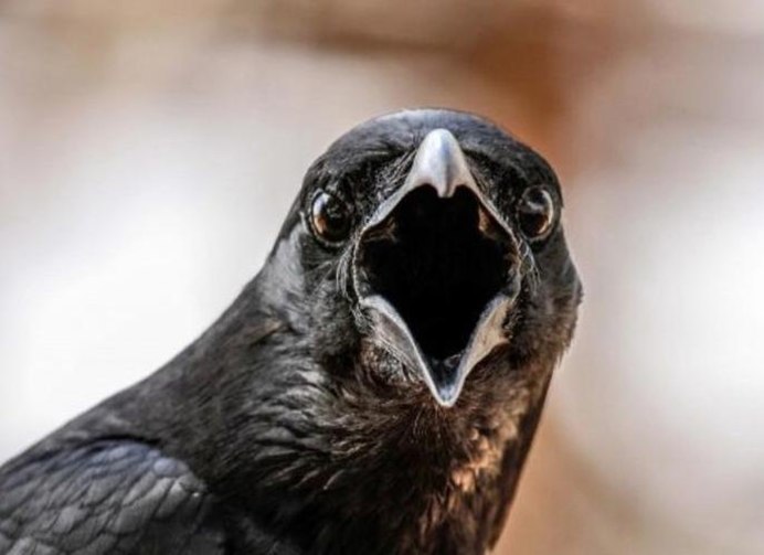 Ворон кричит