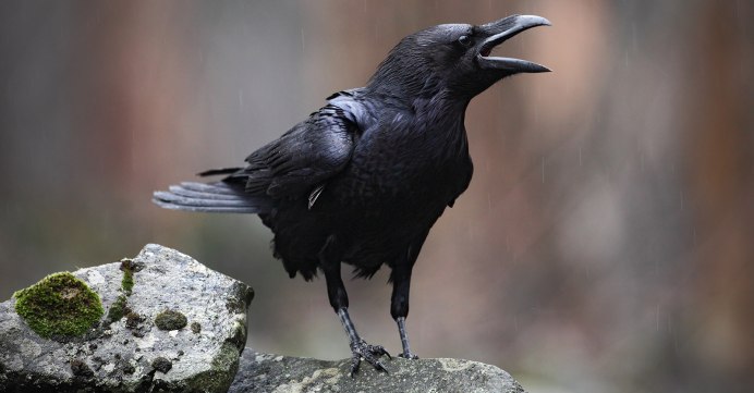 Умный ворон