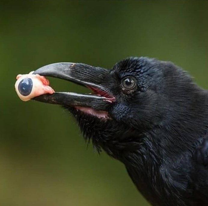 Ворон клюв