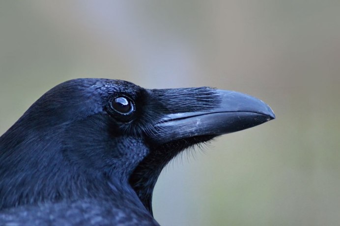 Крик ворона