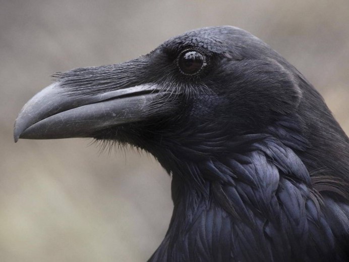 Камчатский ворон