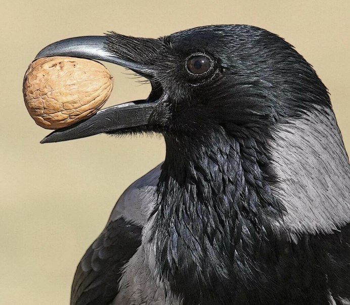 Ворон клюв