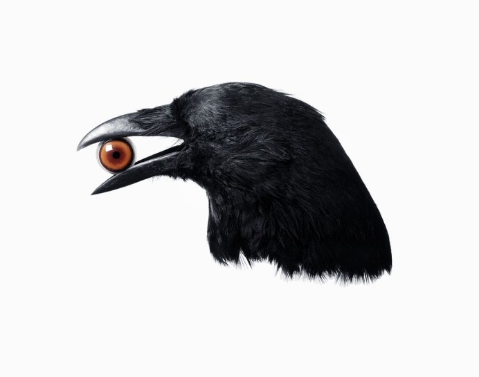 Грач каркает