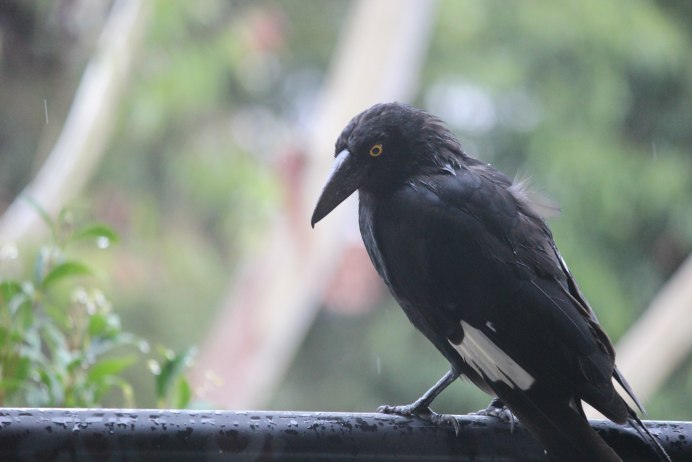 Ворон обыкновенный